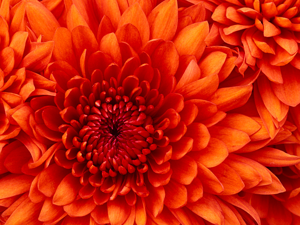 An image of a Chrysanthemum